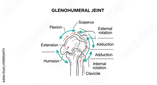 Glenohumeral Joint Anatomy Diagram Illustration.