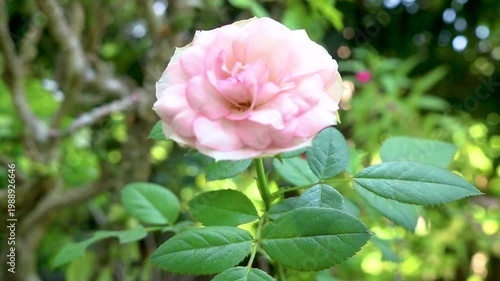 New pink rose buds blooming on a flowering bush. Pink roses sway in the morning breeze.