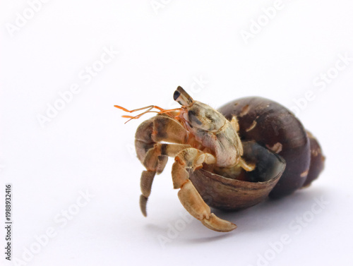Canvas Print hermit crab with unique shell