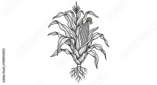 Isolated Corn Plant Farming Vector Design 