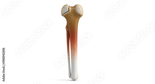 Detailed 3D render of human tibia and fibula bones highlighting potential pain or inflammation