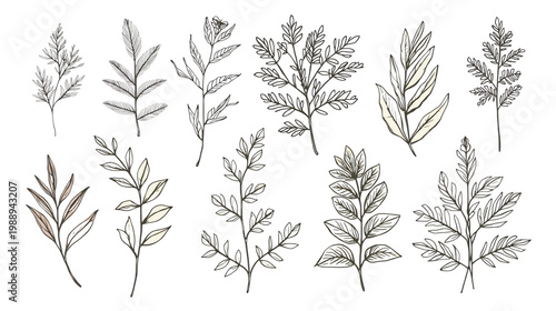 Elegant Botanical Sketch: A delicate collection of hand-drawn botanical illustrations showcasing a variety of leaves, each exuding a unique charm and intricate detail. 