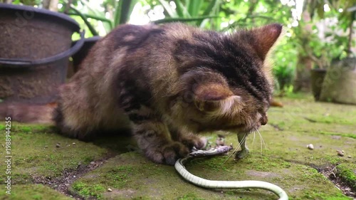 A long-haired brown kitten eats a small snake. Cat bites snake from hunting in the wild. Cat enjoys asmr snake in front of camera