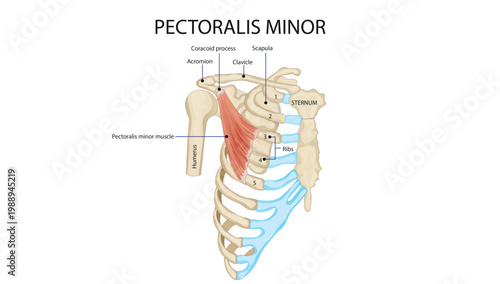Pectoralis Minor Muscle Anatomy
origin of pectoralis minor from ribs and insertion on coracoid process of scapula.