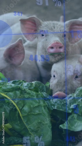 Vertical video: Leaf pile luring piglets forward lead piglet taking leaf feeding blue overlay fixed