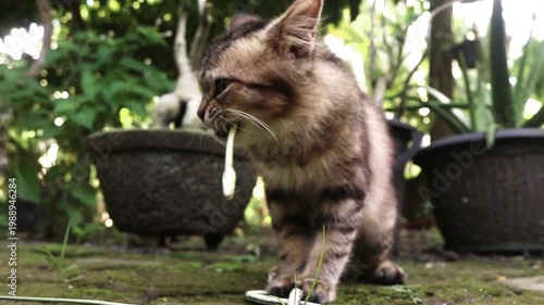 A long-haired brown kitten eats a small snake. Cat bites snake from hunting in the wild. Cat enjoys asmr snake in front of camera