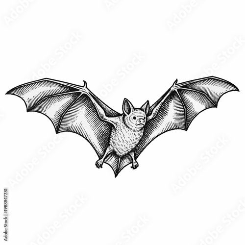 Detailed illustration of a bat with outstretched wings.