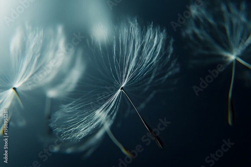 A soft close-up of dandelion seeds floating in the air