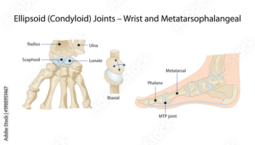 Ellipsoid (Condyloid) Joints – Wrist and Metatarsophalangeal
biaxial movement of ellipsoid joints at the wrist and metatarsophalangeal joints.
