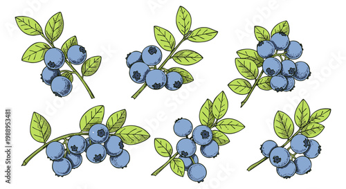 Detailed vector illustration featuring multiple clusters of fresh blueberries on leafy branches, perfect for healthy food designs.