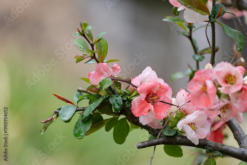 雨中に咲く木瓜の花05