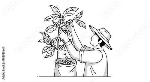 Farmer Harvesting Coffee Beans from Tree Illustration, Traditional Agriculture Concept, Black and White Vector.