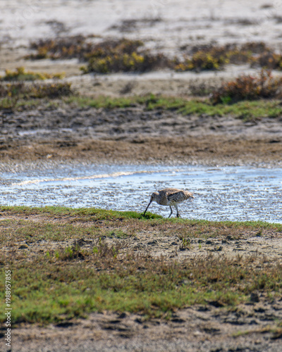Canvastavla Eurasian curlew foraging on mudflats in Mannar Lagoon, Sri Lanka