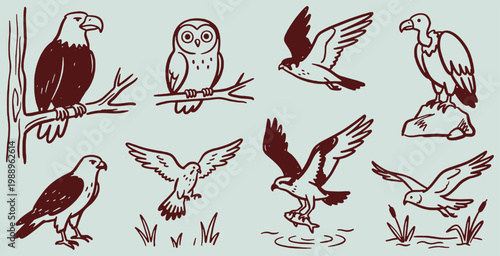 Collection of various birds of prey and owls depicted in a simple, hand-drawn illustration style.