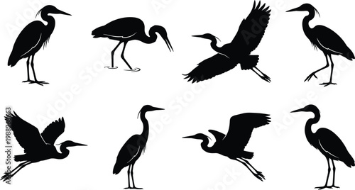 Collection of eight black vector heron and egret silhouettes in flying and standing poses isolated on white background for nature graphic design