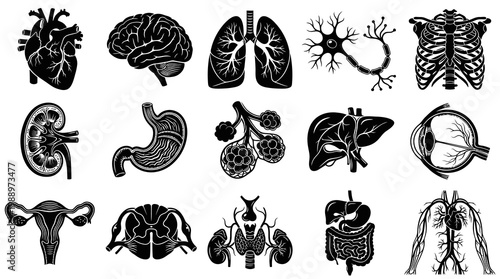 Medical Anatomy Black  White Glyphs Icon Set - Human Organs  Biological Structures