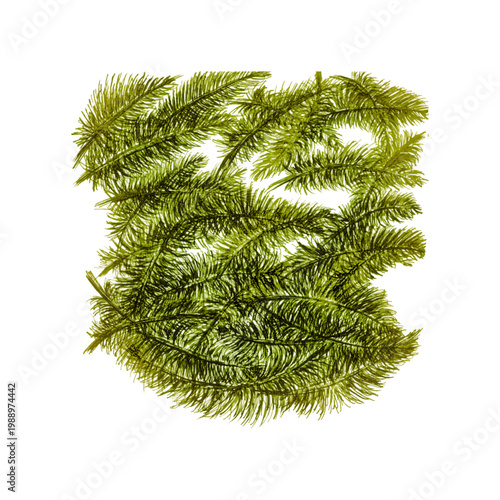 
Green branches botanical illustration with evergreen conifer needle foliage isolated on white background natural forest plant texture hand drawn sketch style