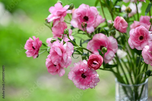 Close up of Pink Butterfly Ranunculus Hera Flowers on Green Background