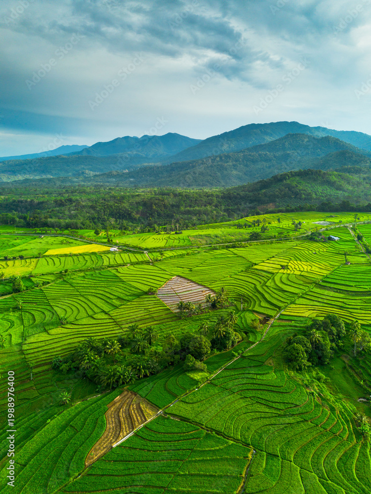 Obraz premium Beautiful morning view in Indonesia, panoramic landscape of rice fields with mountain ranges and clear sky