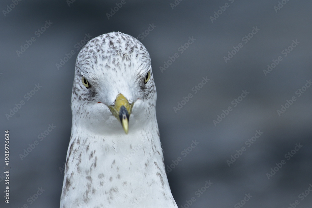Obraz premium bird, seagull, gull, animal, nature, wildlife, beak, white, wild, feathers, birds, eye, portrait, Ring-Billed Gull, Canada