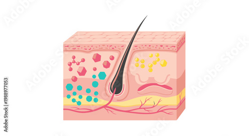 A detailed diagram showing skin layers with a hair follicle and sebaceous glands.