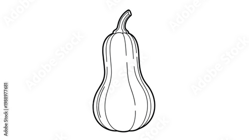 Detailed line art illustration of a butternut squash, showcasing its distinctive elongated pear shape, symbolizing autumn harvest.