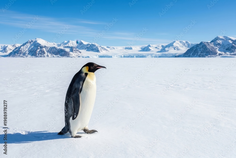 Obraz premium A majestic emperor penguin walks alone across a pristine white snowfield toward distant mountains