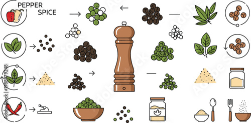 Pepper spice infographic vector illustration showing peppercorn varieties, herbs, seasoning process, cooking ingredients and culinary spice preparation guide