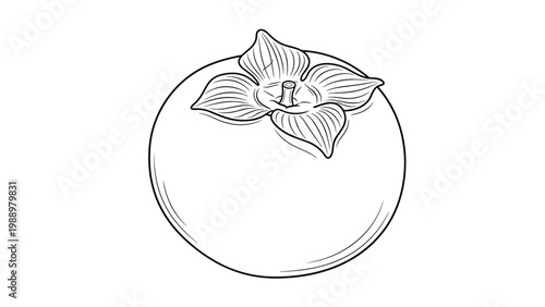 Detailed line art illustration of a whole persimmon fruit with its distinctive calyx, showcasing its rounded form and natural details against a white background.