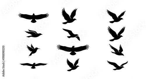 Flying bird silhouettes set, 12 eagle and hawk icons, black avian vector collection