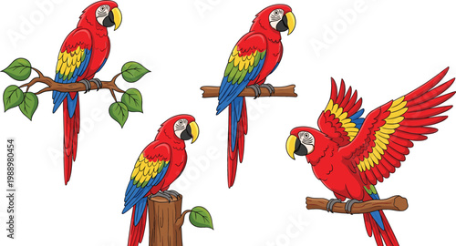 Scarlet macaw parrot collection perched and flying, colorful tropical bird illustrations in detailed vector style for wildlife, jungle, and exotic nature design