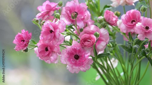 Close up of Pink Butterfly Ranunculus Hera Flowers on Green Background