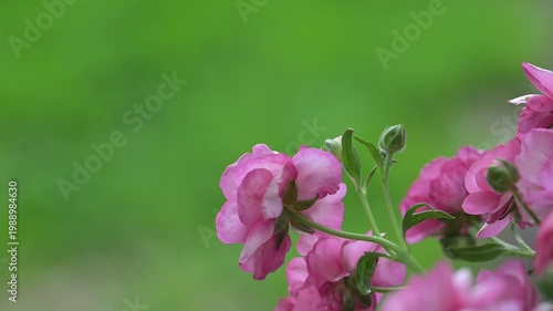 Close up of Pink Butterfly Ranunculus Hera Flowers on Green Background