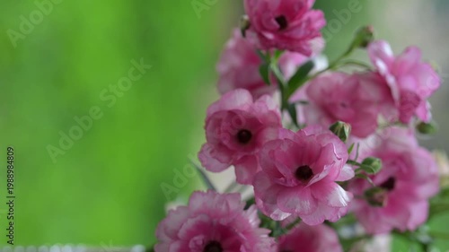 Close up of Pink Butterfly Ranunculus Hera Flowers on Green Background