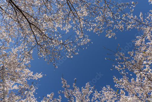 cherry blossom tree
