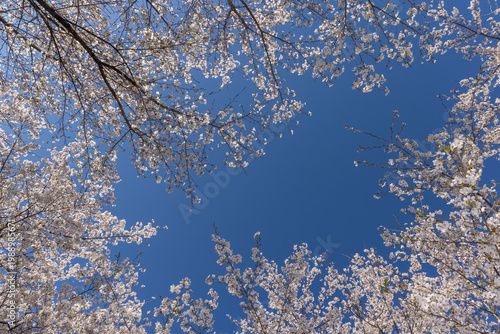 cherry blossom tree
