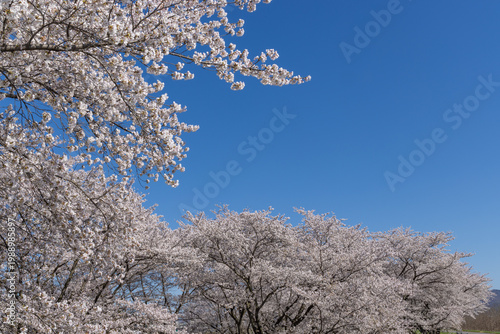 cherry blossom tree