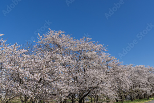 cherry blossom tree