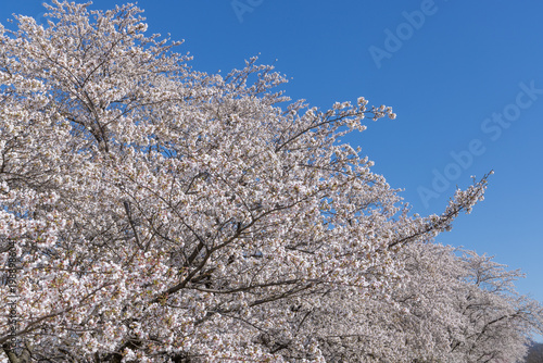 cherry blossom tree