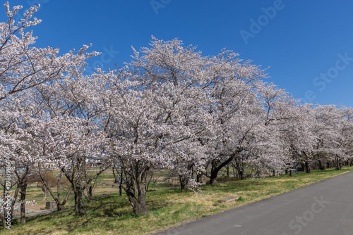cherry blossom tree