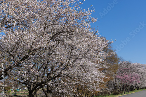 cherry blossom tree