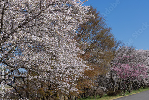 cherry blossom tree