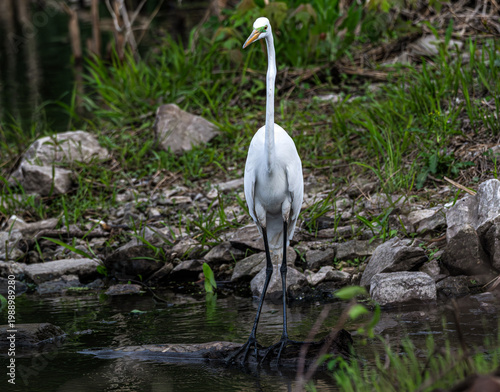 Great egret standing on the shore.