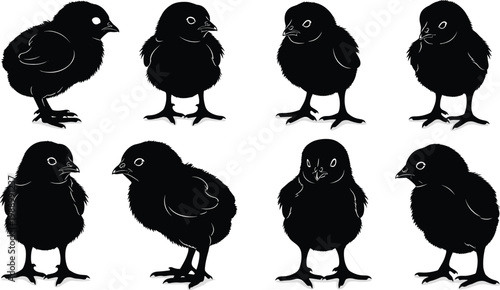 Collection of chick silhouette illustration, baby bird artwork, poultry design concept, black and white animal vector template set for farm