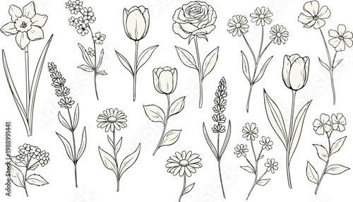 Grunge minimal charcoal or chalk spring summer flower collection. Vector illustration of ink hand drawn wild herbs set. Wax crayon drawing style. Floral silhouette elements for scrapbooking design. Se