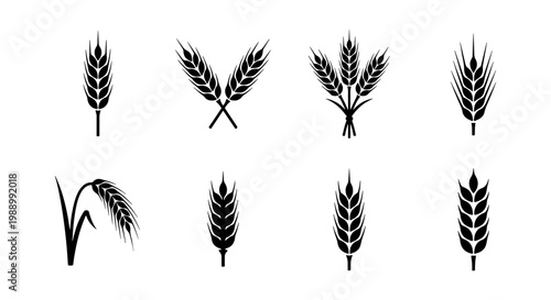 Wheat ear icons set, black cereal grain silhouettes, organic barley vector elements