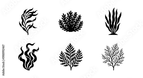 Seaweed black silhouette icons, 6 aquatic plant vectors, ocean kelp and algae set
