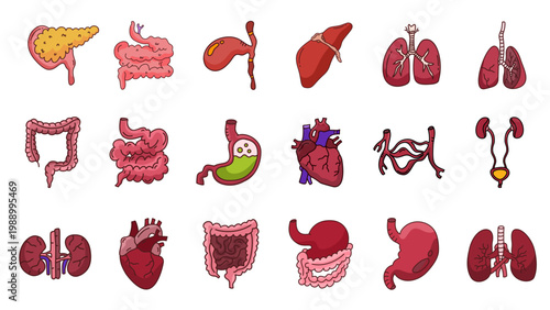 large collection of human internal anatomy organs for medical education and healthcare
