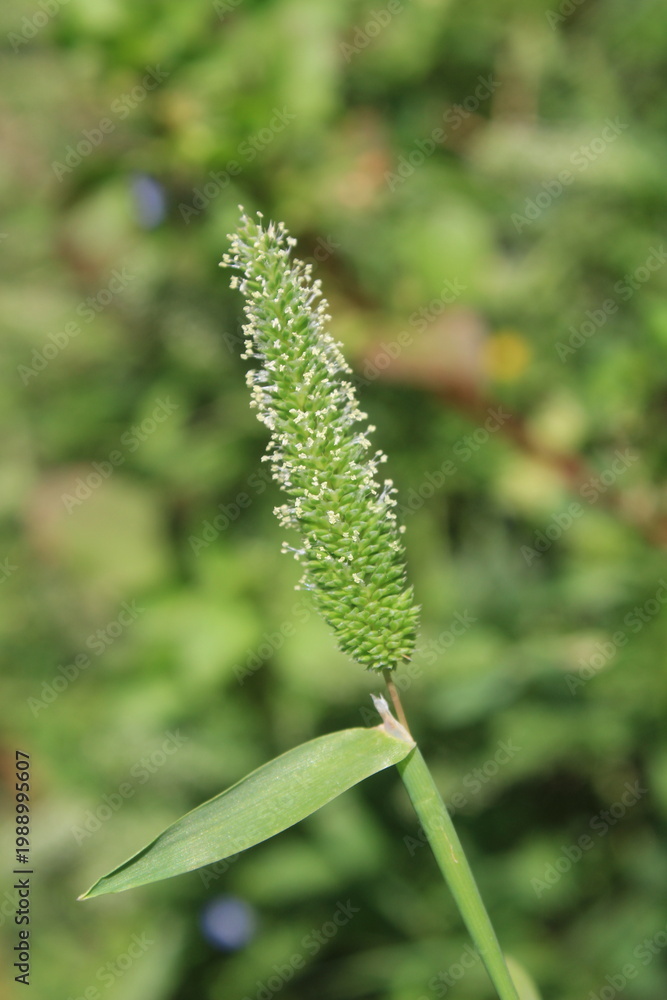 Fototapeta premium Phalaris minor, little-seed canary grass or lesser canary grass