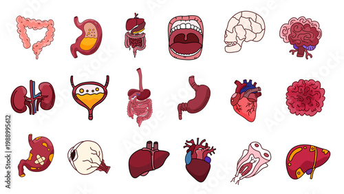 medical illustration set of various human body organs and anatomical head skull
